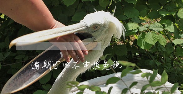 逾期可以不申报免税 逾期可以不申报免税