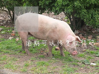 逾期可以修复征信吗 逾期可以修复征信吗