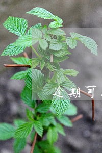 逾期可以借到钱的网贷 逾期可以借到钱的网贷