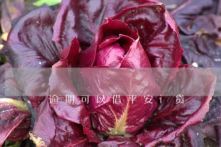 逾期可以借平安i贷 逾期可以借平安i贷