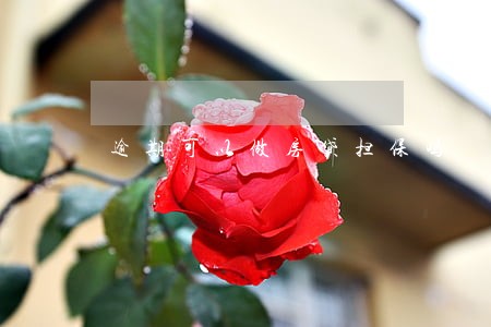 逾期可以做房贷担保吗 逾期可以做房贷担保吗