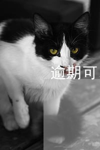 逾期可以做抵押贷吗