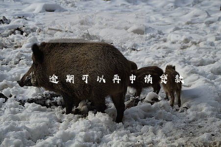 逾期可以再申请贷款 逾期可以再申请贷款