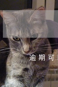 逾期可以分期买房吗 逾期可以分期买房吗