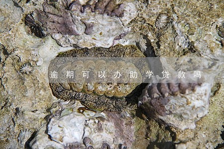 逾期可以办助学贷款吗 逾期可以办助学贷款吗