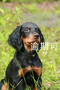 逾期可以办理工行幸福分期卡嘛 逾期可以办理工行幸福分期卡嘛