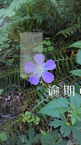逾期可以办理抵押贷款吗 逾期可以办理抵押贷款吗