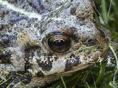 逾期可以协商还本金 逾期可以协商还本金