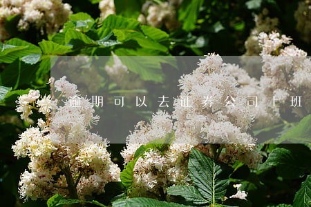 逾期可以去证券公司上班吗 逾期可以去证券公司上班吗