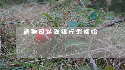 逾期可以去银行消除吗 逾期可以去银行消除吗