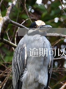 逾期可以取公积金么 逾期可以取公积金么