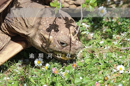 逾期可以在平安入职吗 逾期可以在平安入职吗