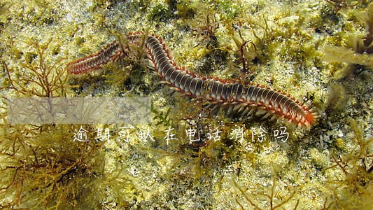 逾期可以在电话消除吗 逾期可以在电话消除吗