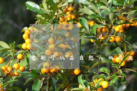 逾期可以在自然人做更正申报么 逾期可以在自然人做更正申报么