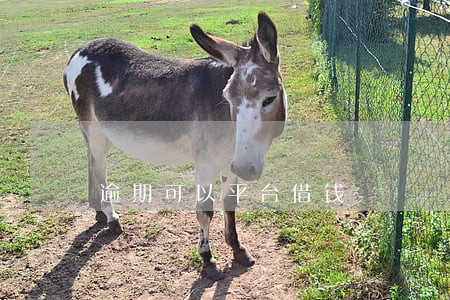逾期可以平台借钱 逾期可以平台借钱