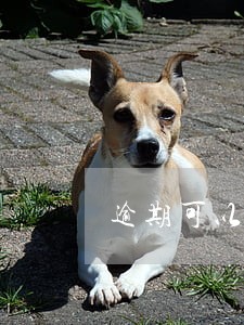 逾期可以当企业的监事和经办人吗 逾期可以当企业的监事和经办人吗