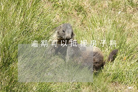 逾期可以抵押房子吗 逾期可以抵押房子吗