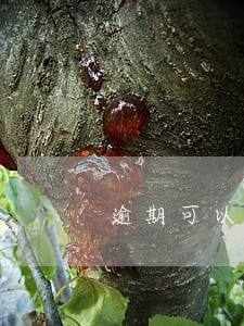 逾期可以担保吗 逾期可以担保吗