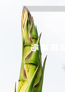 逾期可以放款的口子 逾期可以放款的口子