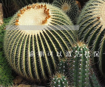 逾期可以激活社保卡嘛 逾期可以激活社保卡嘛