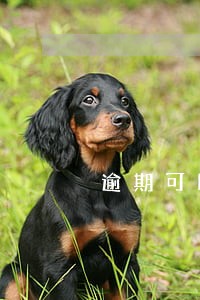 逾期可以申请停催么 逾期可以申请停催么