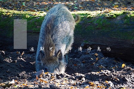 逾期可以申请停息吗 逾期可以申请停息吗