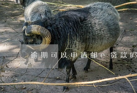 逾期可以申请邮e贷款吗 逾期可以申请邮e贷款吗
