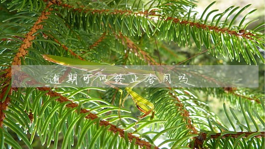 逾期可以终止合同吗 逾期可以终止合同吗
