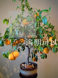 逾期可以补申报增值税吗