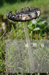 逾期可以解除信用社吗 逾期可以解除信用社吗