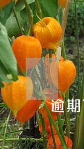 逾期可以贷大众金融吗 逾期可以贷大众金融吗