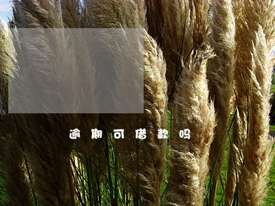 逾期可借款吗 逾期可借款吗