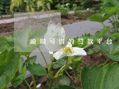 逾期可借的贷款平台 逾期可借的贷款平台
