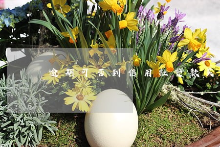 逾期可否到信用社贷款买房