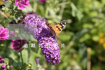 逾期可怕图片 逾期可怕图片
