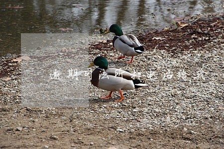 逾期司法所打电话给我 逾期司法所打电话给我
