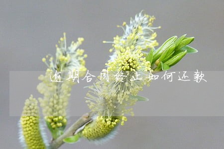 逾期合同终止如何还款 逾期合同终止如何还款