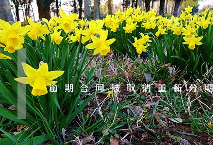 逾期合同被取消重新分期可以吗