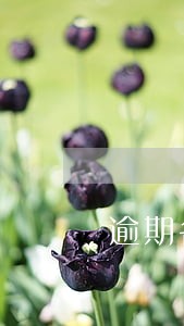 逾期名单广西梧州市 逾期名单广西梧州市