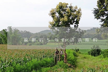 逾期后5年自动消除吗 逾期后5年自动消除吗