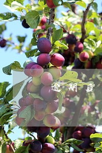 逾期后一次性付款