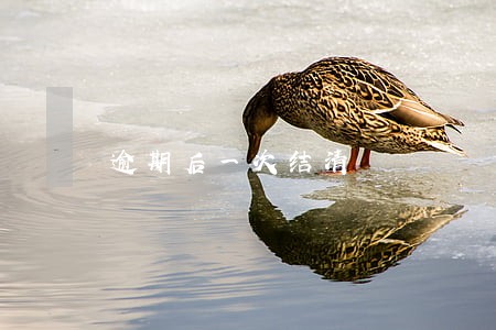 逾期后一次结清 逾期后一次结清