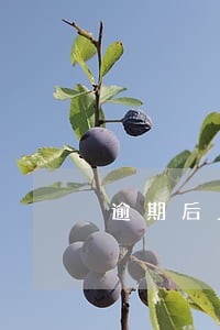 逾期后上门没钱怎么办 逾期后上门没钱怎么办