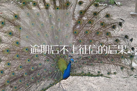 逾期后不上征信的后果
