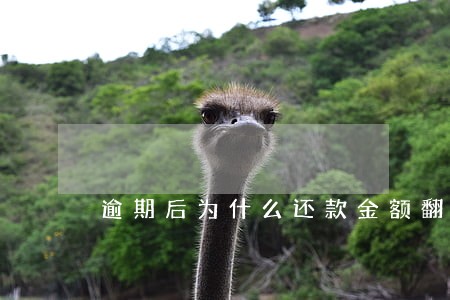 逾期后为什么还款金额翻倍了 逾期后为什么还款金额翻倍了