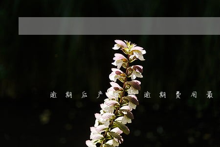 逾期后产生的逾期费用最多多少 逾期后产生的逾期费用最多多少