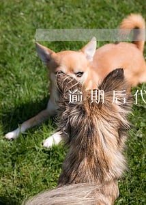 逾期后代理公司还钱还是公司还 逾期后代理公司还钱还是公司还