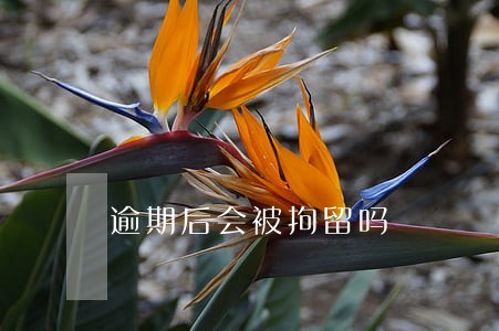 逾期后会被拘留吗 逾期后会被拘留吗