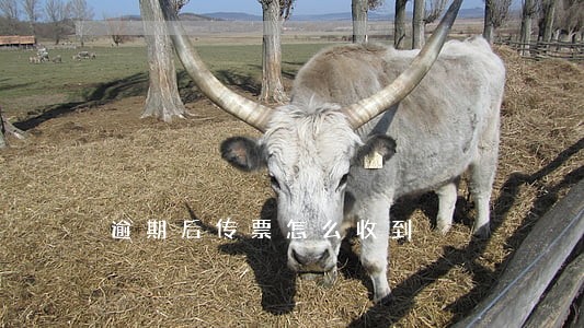 逾期后传票怎么收到 逾期后传票怎么收到