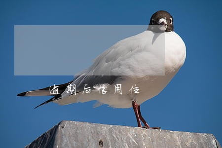 逾期后信用住 逾期后信用住